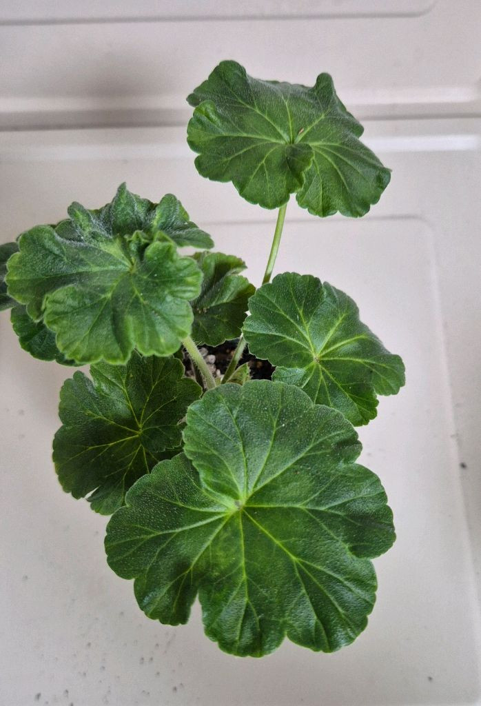 제라늄 시크 봄의 향기--2