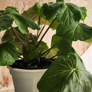 가넷팔찌제라늄