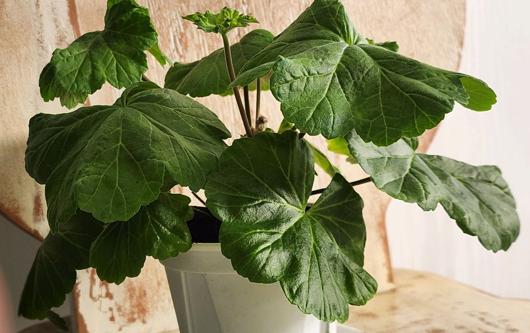 가넷팔찌제라늄--1