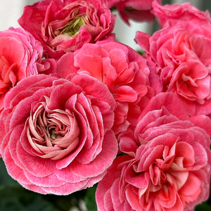 러시아제라늄 2종 세트 분양합니다