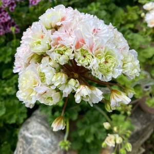 러시아제라늄 iv 안나 마리아 가스웨이트