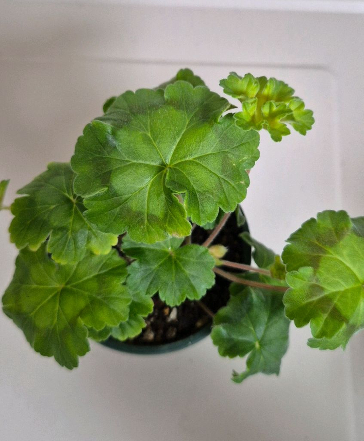 러시아제라늄 iv 안나 마리아 가스웨이트--2