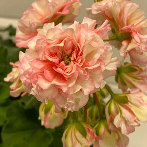 러시아제라늄 iv 아델리나패티