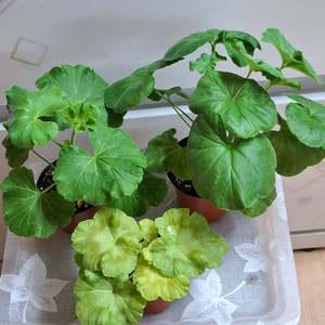 제라늄 3종 완소줄리엣.경주비안코.에이프릴스노우