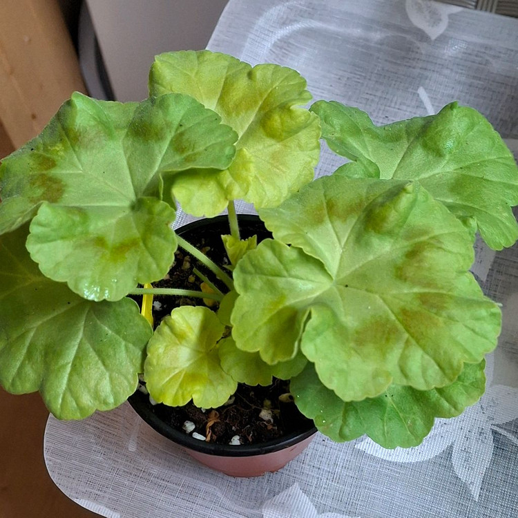 제라늄 3종 완소줄리엣.경주비안코.에이프릴스노우--1