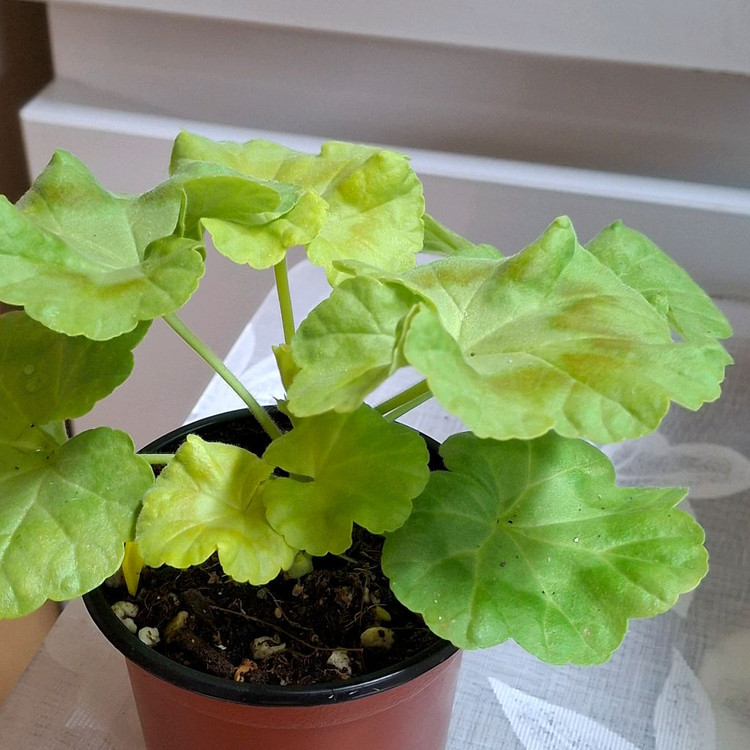 제라늄 3종 완소줄리엣.경주비안코.에이프릴스노우--2