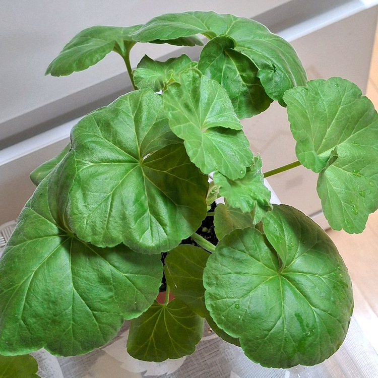 제라늄 3종 완소줄리엣.경주비안코.에이프릴스노우--3