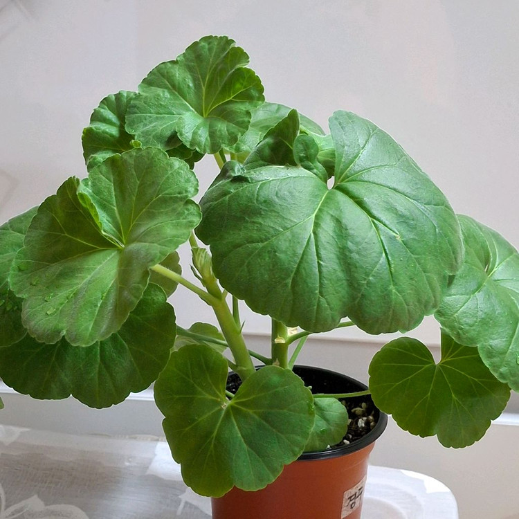 제라늄 3종 완소줄리엣.경주비안코.에이프릴스노우--4