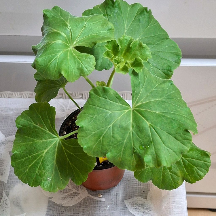 제라늄 3종 완소줄리엣.경주비안코.에이프릴스노우--5