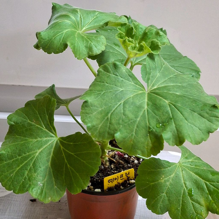 제라늄 3종 완소줄리엣.경주비안코.에이프릴스노우--6