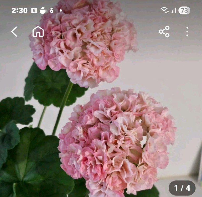 제라늄 3종 완소줄리엣.경주비안코.에이프릴스노우--8