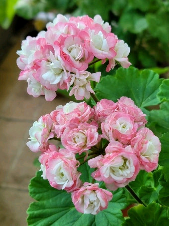 제라늄 3종 완소줄리엣.경주비안코.에이프릴스노우--9