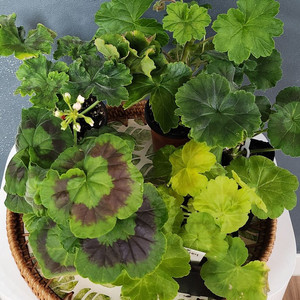 제라늄5종 게이샤.심세뇨리타.몰타퍼스트레이디.잎볼리올리.샤를로트