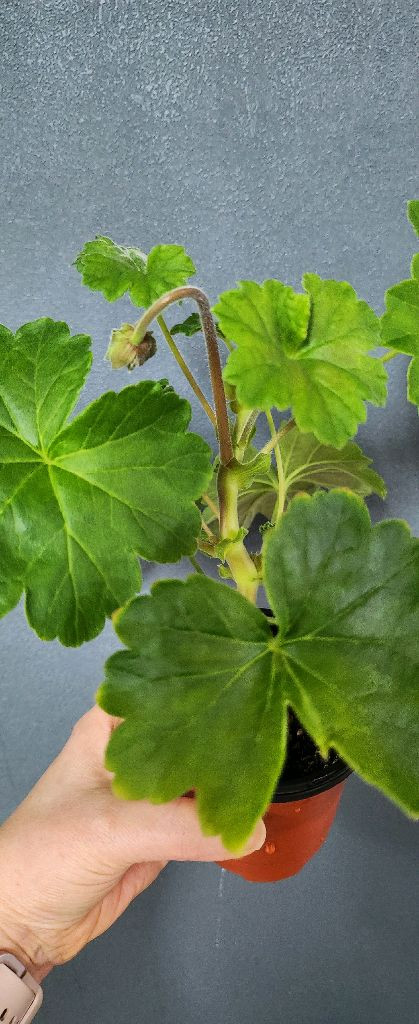 제라늄5종 게이샤.심세뇨리타.몰타퍼스트레이디.잎볼리올리.샤를로트--1