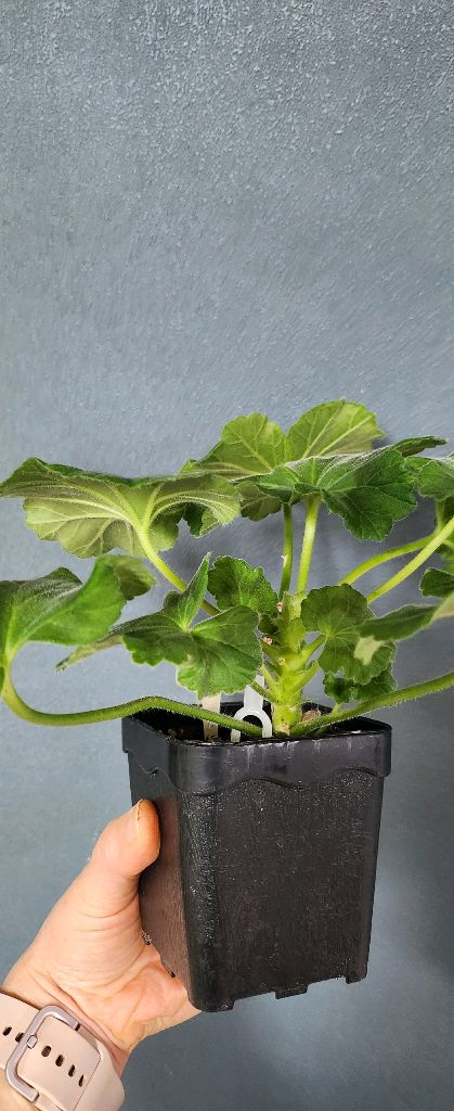 제라늄5종 게이샤.심세뇨리타.몰타퍼스트레이디.잎볼리올리.샤를로트--3