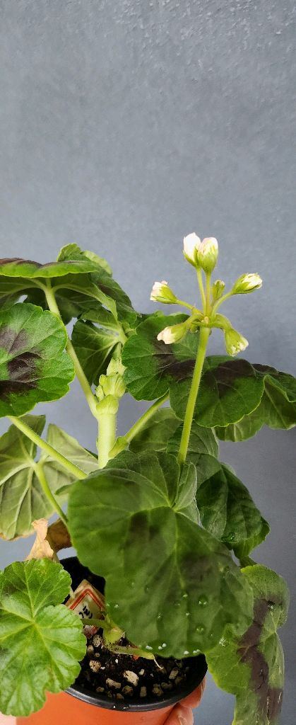 제라늄5종 게이샤.심세뇨리타.몰타퍼스트레이디.잎볼리올리.샤를로트--5