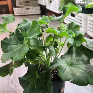 제라늄 돈스키프로스토리