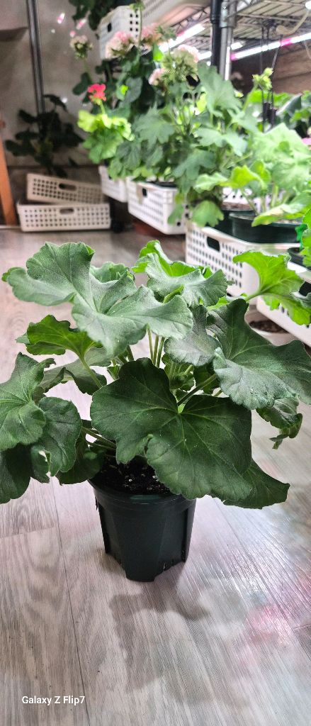 제라늄 돈스키프로스토리--1