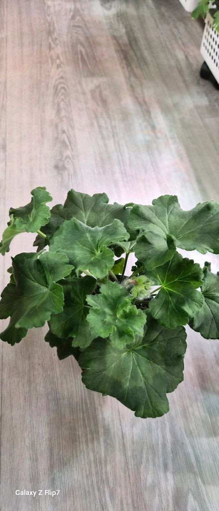 제라늄 돈스키프로스토리--2