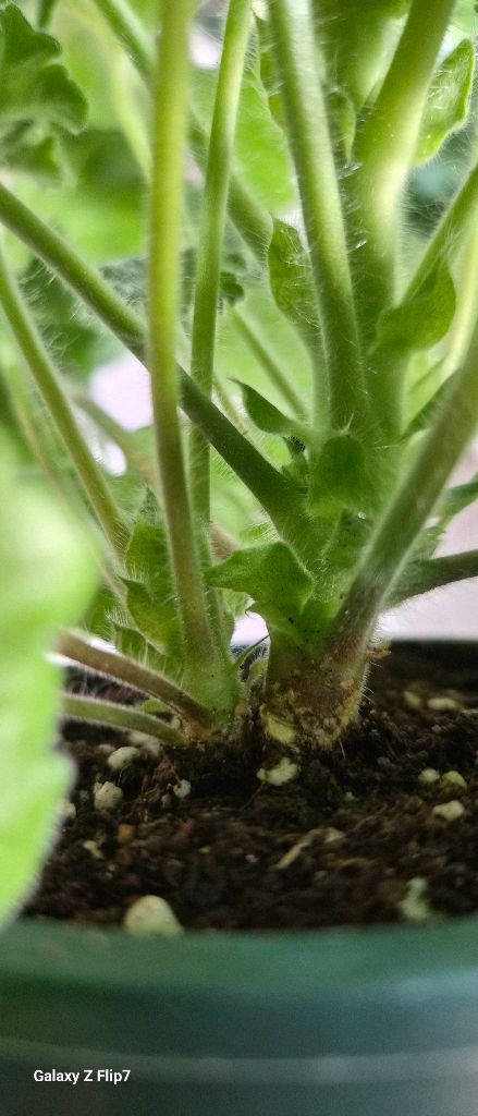 제라늄 돈스키프로스토리--3