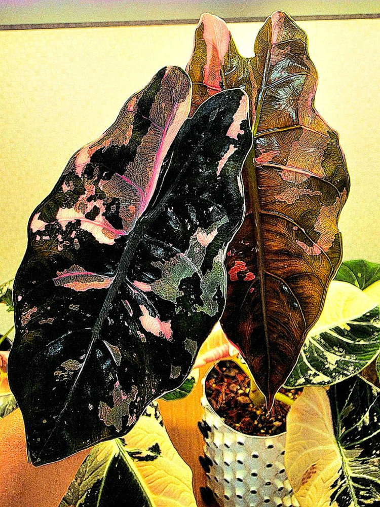 SS급 알로카시아 찬트리에핑크 바리에가타 분양--1