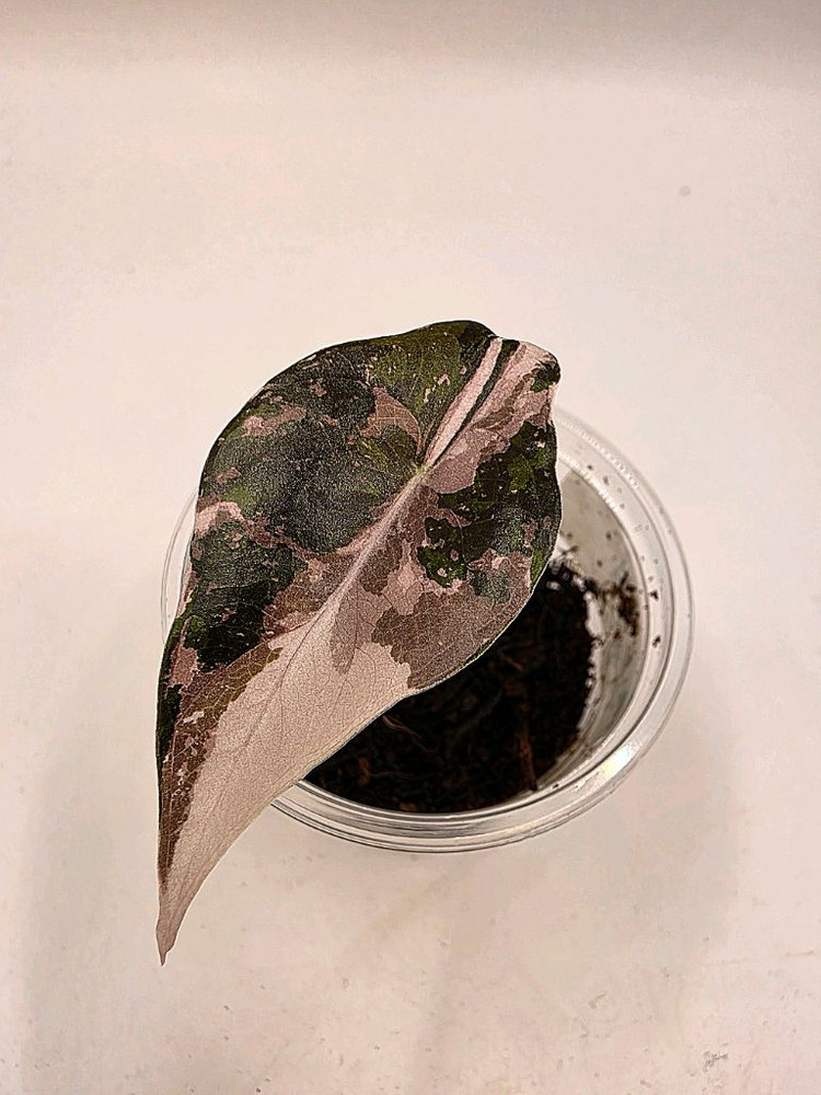 SS급 알로카시아 찬트리에핑크 바리에가타 분양--3