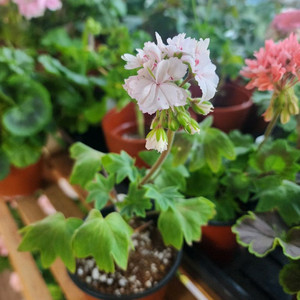 스테라제라늄 좋을까미유끌로텔