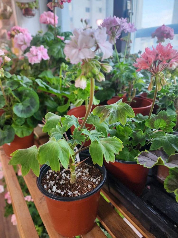 스테라제라늄 좋을까미유끌로텔--1