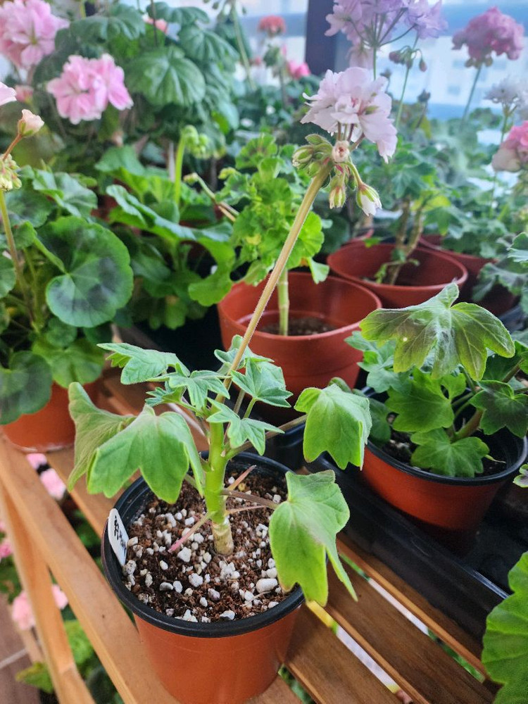 스테라제라늄 좋을까미유끌로텔--2