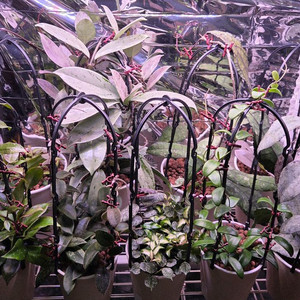 일산직)호야 14종 판매합니다 카우다타 실버, 윌버 풀실버, 벨라, 시길라티스, 커티시 등