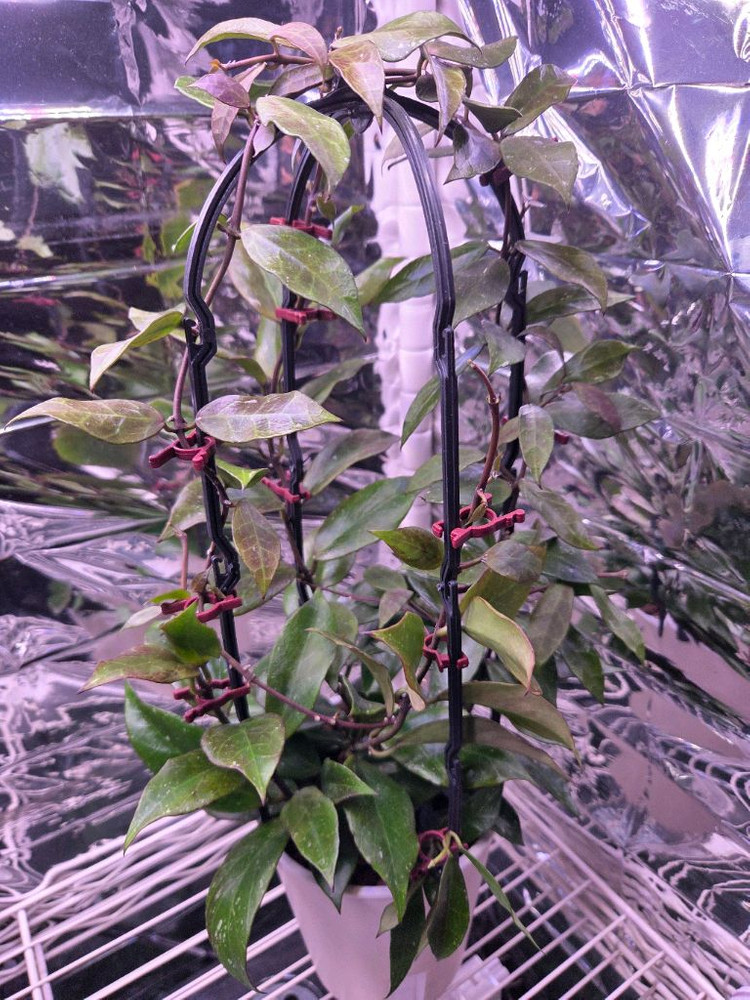 일산직)호야 14종 판매합니다 카우다타 실버, 윌버 풀실버, 벨라, 시길라티스, 커티시 등--1