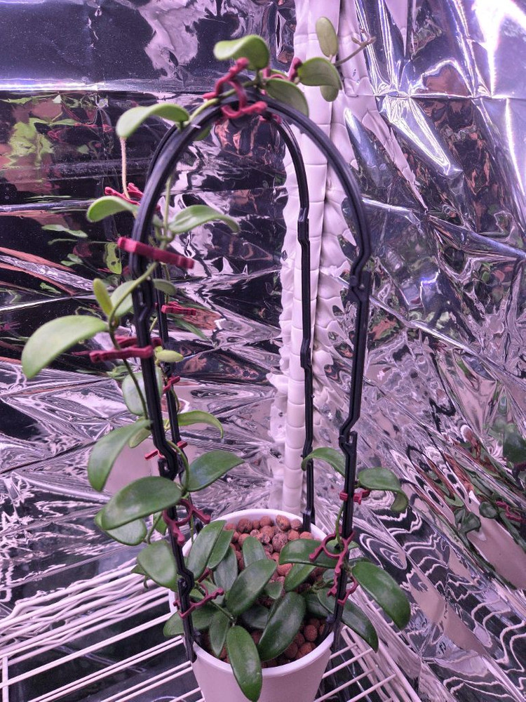 일산직)호야 14종 판매합니다 카우다타 실버, 윌버 풀실버, 벨라, 시길라티스, 커티시 등--4