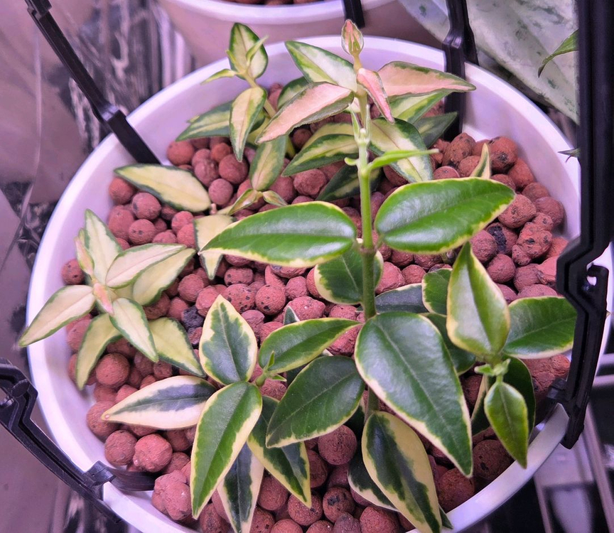 일산직)호야 14종 판매합니다 카우다타 실버, 윌버 풀실버, 벨라, 시길라티스, 커티시 등--6