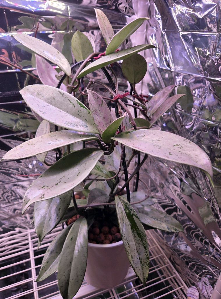 일산직)호야 14종 판매합니다 카우다타 실버, 윌버 풀실버, 벨라, 시길라티스, 커티시 등--7