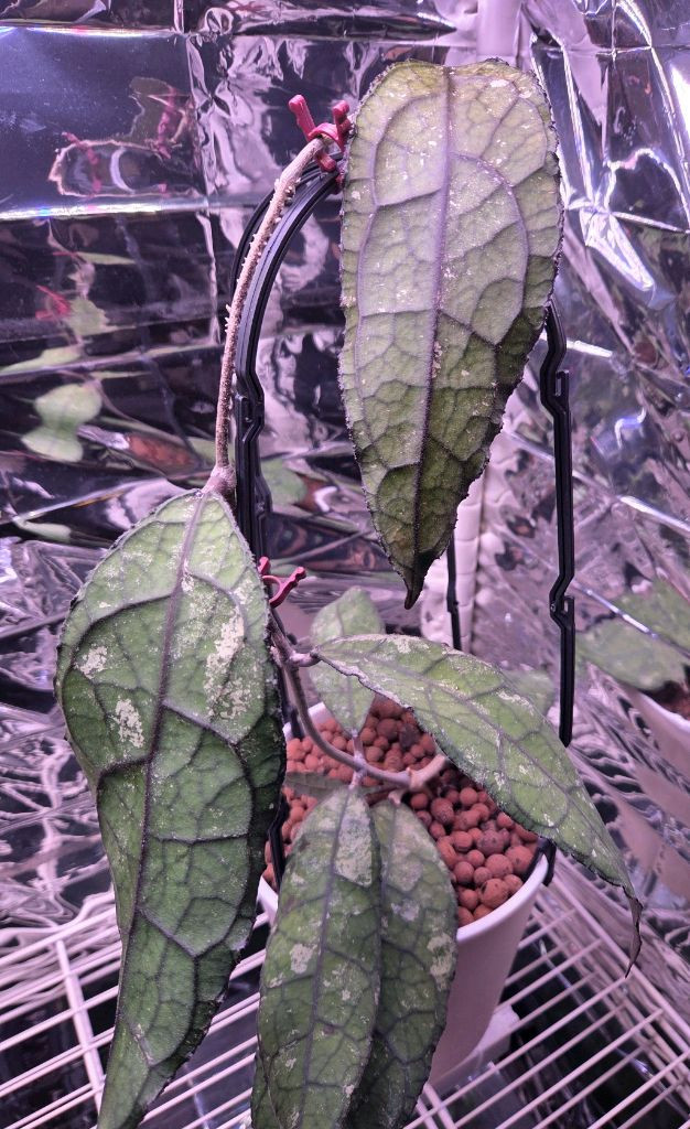 일산직)호야 14종 판매합니다 카우다타 실버, 윌버 풀실버, 벨라, 시길라티스, 커티시 등--8