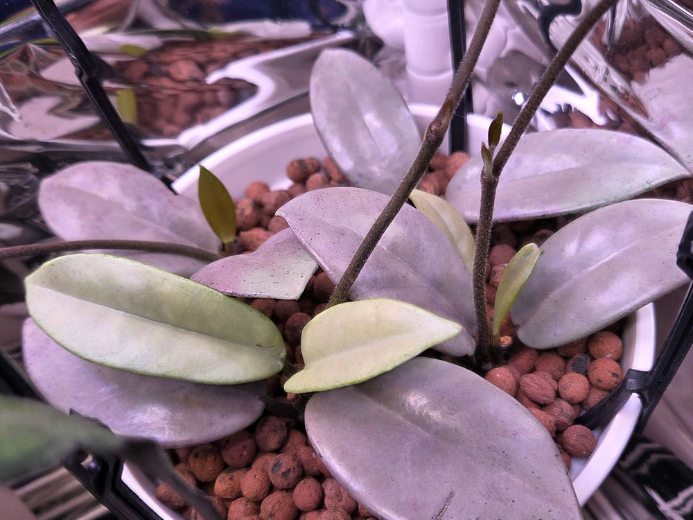 일산직)호야 14종 판매합니다 카우다타 실버, 윌버 풀실버, 벨라, 시길라티스, 커티시 등--9