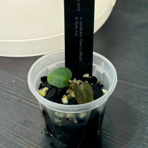 안스리움 칼라블랙키 Round x GPH-001