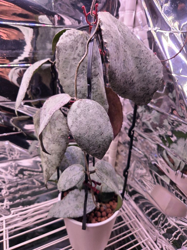 일산직)호야 14종 판매합니다 카우다타 실버, 윌버 풀실버, 벨라, 시길라티스, 커티시 등--5