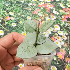 호야 라쿠노사 레오파드스킨