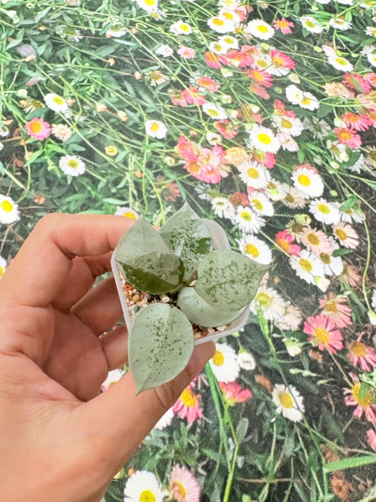 호야 라쿠노사 레오파드스킨--1