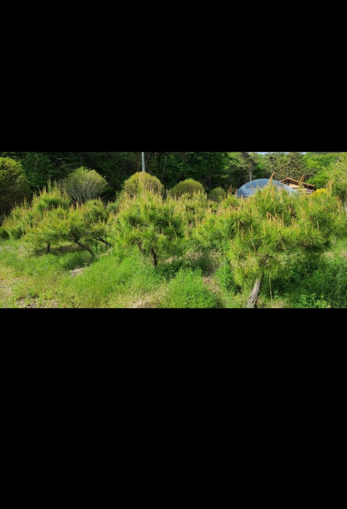 나무,꽃나무,조경수 금목서,소나무,백일홍등 팝니다--2