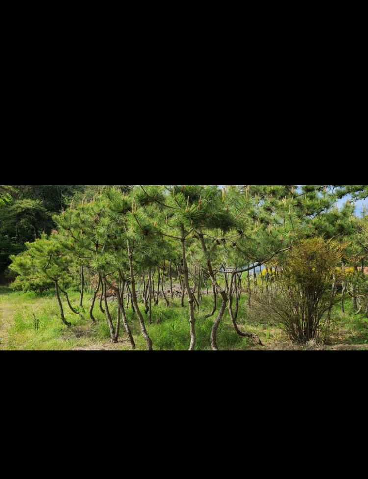 나무,꽃나무,조경수 금목서,소나무,백일홍등 팝니다--3