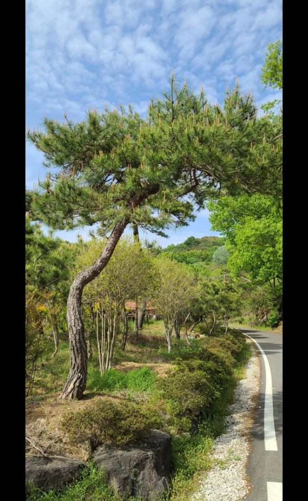 나무,꽃나무,조경수 금목서,소나무,백일홍등 팝니다--4