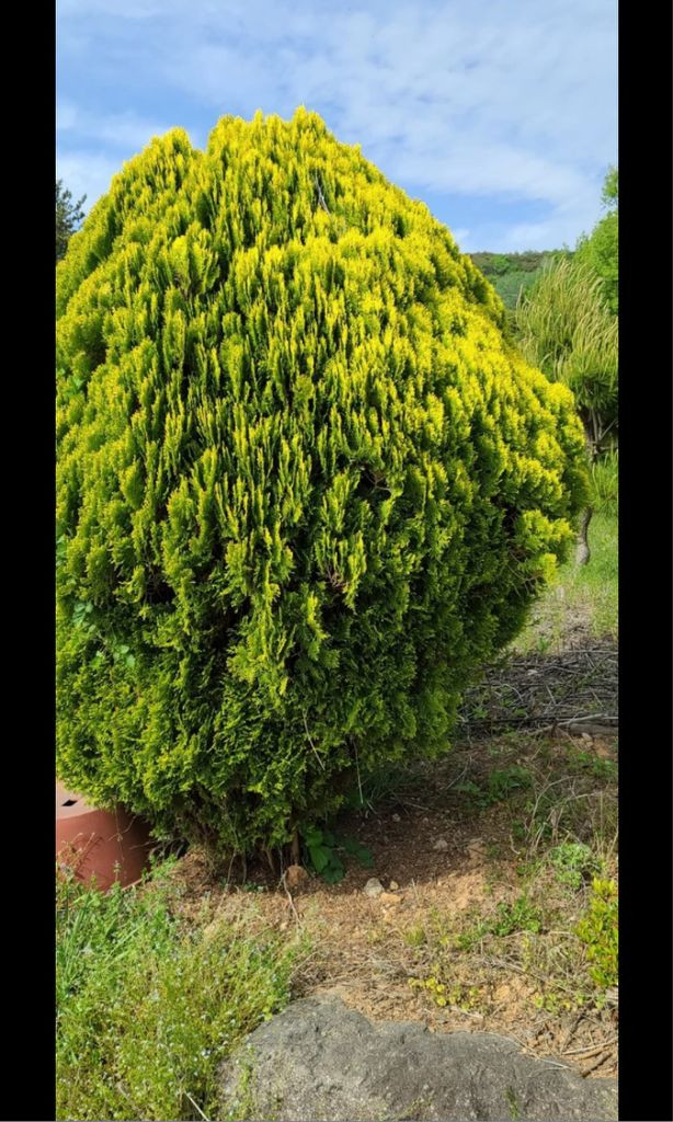 나무,꽃나무,조경수 금목서,소나무,백일홍등 팝니다--5