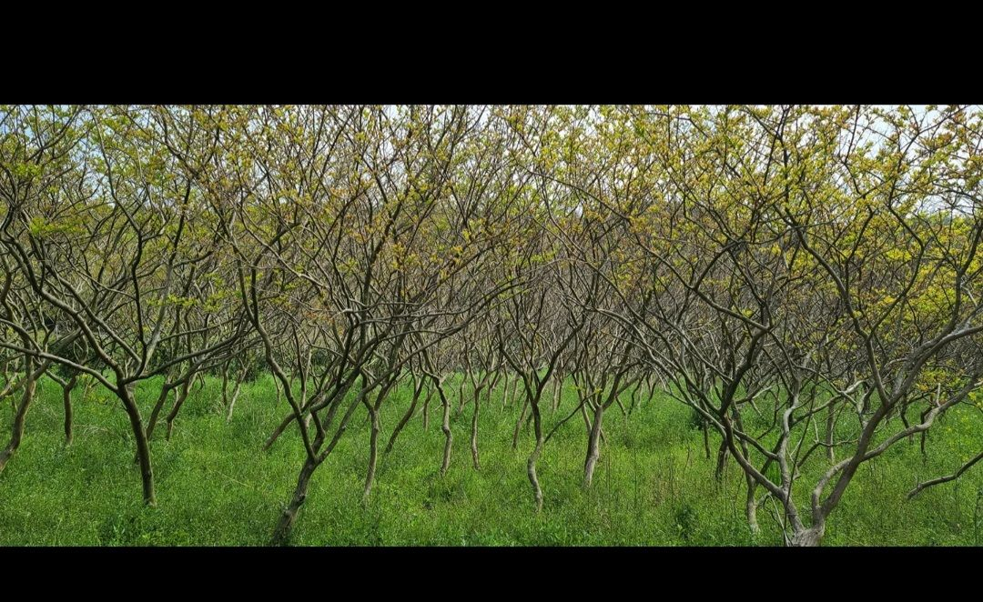 나무,꽃나무,조경수 금목서,소나무,백일홍등 팝니다--6