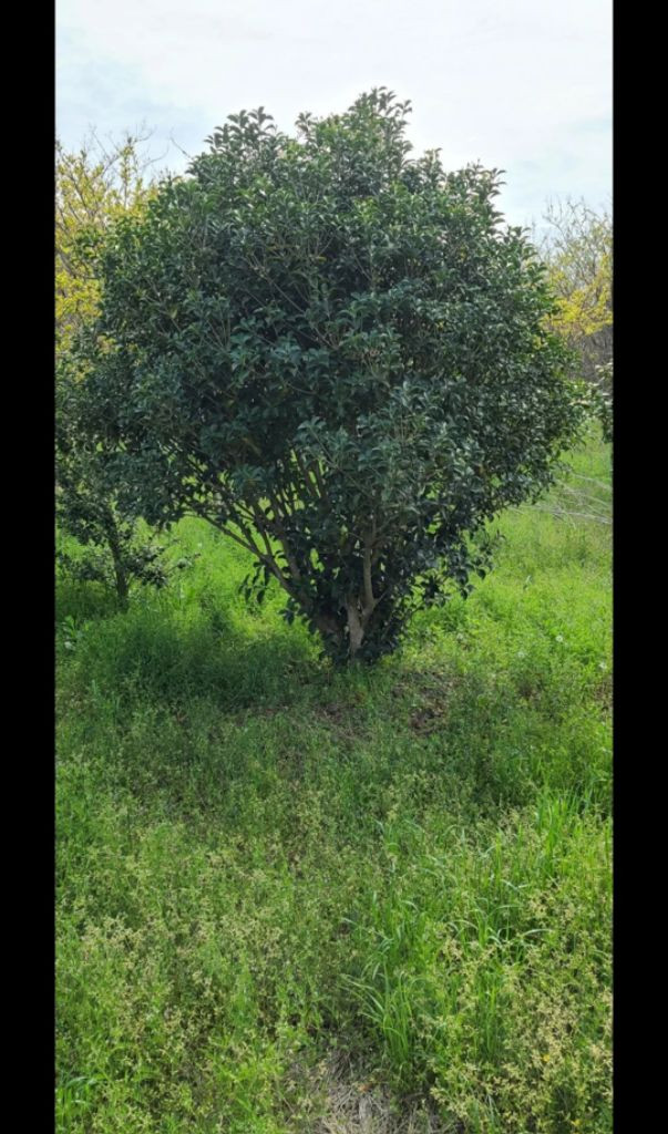 나무,꽃나무,조경수 금목서,소나무,백일홍등 팝니다--8