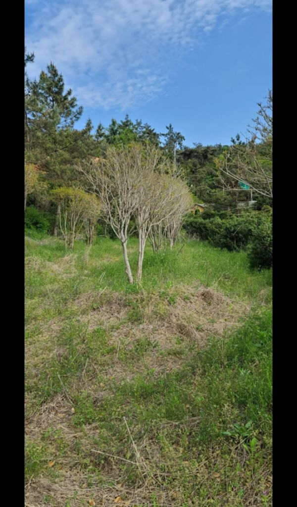 나무,꽃나무,조경수 금목서,소나무,백일홍등 팝니다--9