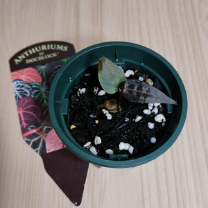 안스리움 레드벨벳케이크24x다크&핸섬9(닥터블락)