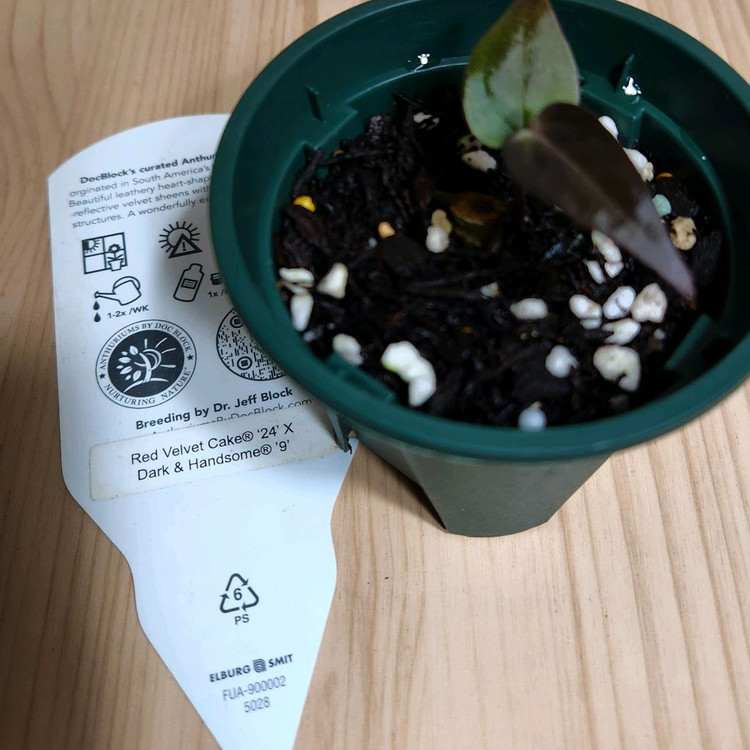 안스리움 레드벨벳케이크24x다크&핸섬9(닥터블락)--2