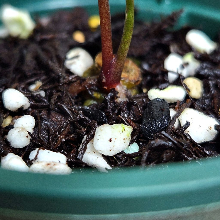 안스리움 레드벨벳케이크24x다크&핸섬9(닥터블락)--3